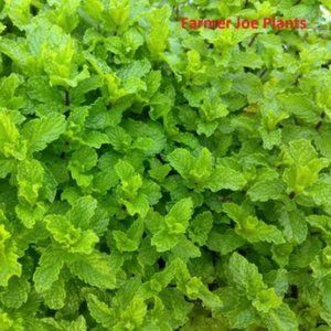 HERB  SWISS MINT 2 LIVE Plants - 4" Growing Pot Gorgeous Ships No Pot…